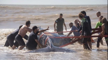 Tras un gran trabajo comunitario rescataron una ballena encallada en la playa de Villa Gesell